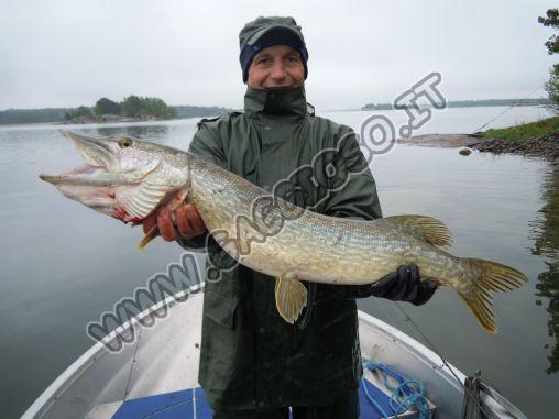 Grosso luccio di oltre un metro pescato a spinning nel Baltico in Svezia ad Arkosund